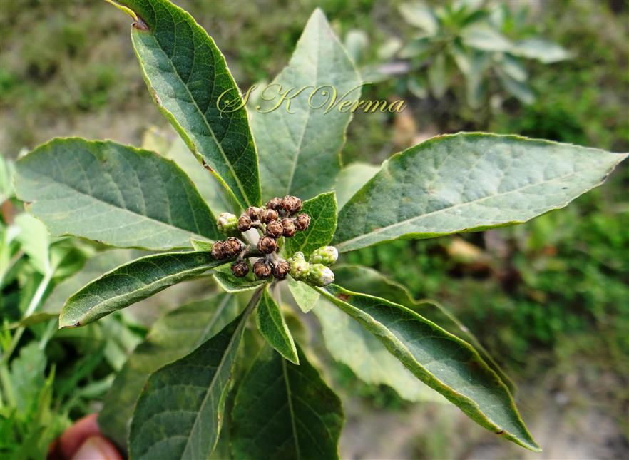  Flowering Shoot